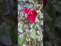 A simple rose #nature #flowers #rose