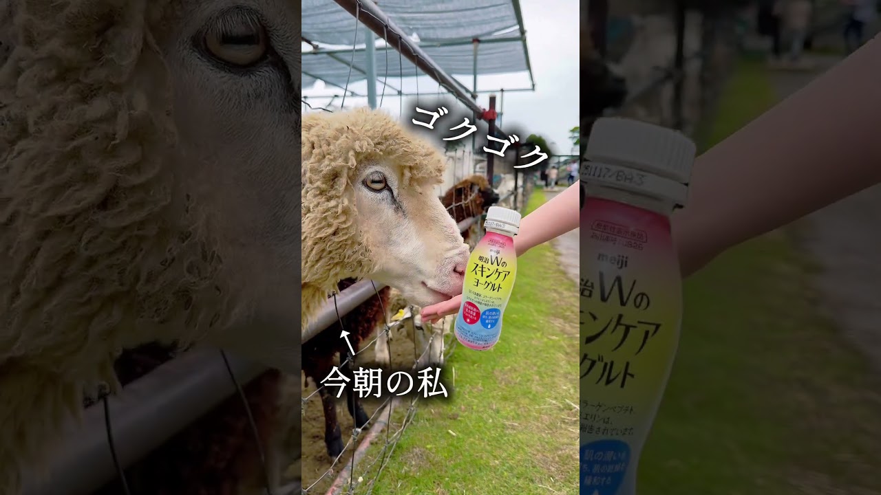 明治の飲むスキンケアヨーグルト🍦 #スキンケア　#紫外線対策 #美容