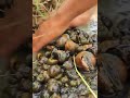 Amazing fishing fishing #shorts #fishing #technique #fishingshorts