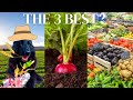 3 best summer vegetables for dogs  best for senior dogs