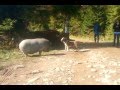 Бультерьер и свинья. Bull terrier and a pig