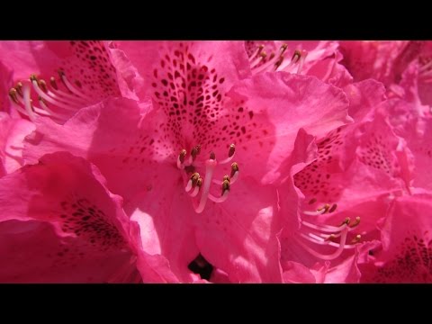 Rhododendron Facts and Flowers