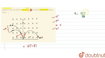 A neutron, a proton, an electron and an alpha particle enter a region of constant magnetic field...