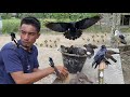 Pantang bersiul_bermacam burung datang