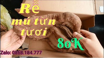 Rễ Mú Từn Tươi và Tác Dụng - 0868.184.777