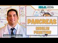 Endocrinology  pancreas insulin function