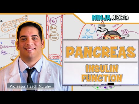 Video: Insulin: Hormone Functions, Types, Norm
