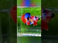 New Betta Colors # 123 ,Plakat tail, Crown tail ,Double tail, Halfmoon tail, Rose tail ,Round tail.