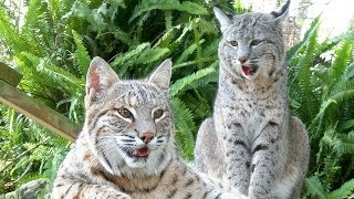 A Bobcat Love Story - The Purrfect Match?