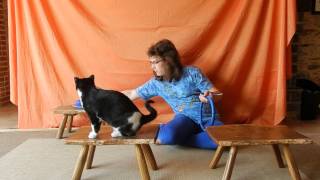 Cirque Dressage Chat Zoe Et Moka Youtube Cirque Dressage Chat Zoe Et Moka Youtube