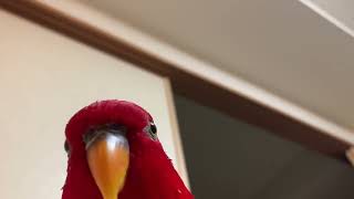 красный попугай смеется (оригинал)