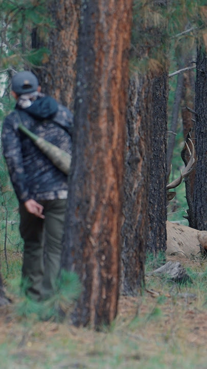 Wolves howling over elk bugling