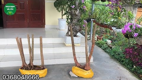 Bán phôi sim rừng bệ đẹp rễ nhiều.Hoa bạn và tôi