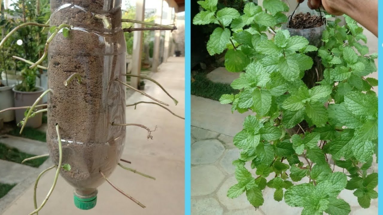 Como plantar hortelã na garrafa pet Como plantar hortelã na garrafa pet