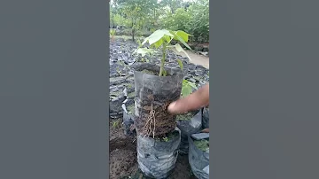 پپیتے کا چھوٹا پودا Imtiazmali Shehrazgardening Garden Homegarden Farming Plants 
