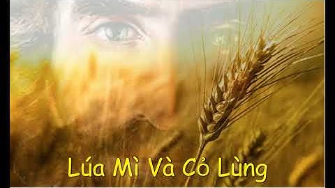 Dụ Ngôn Của Chúa GiêSu (Lua mi va co lung)
