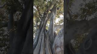 belleza de la naturaleza Ficus. centenarios .jardines de la Alameda.