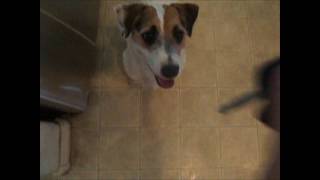 The Most Useful Dog Trick Ever by JustJesse197 32,939 views 6 years ago 49 seconds