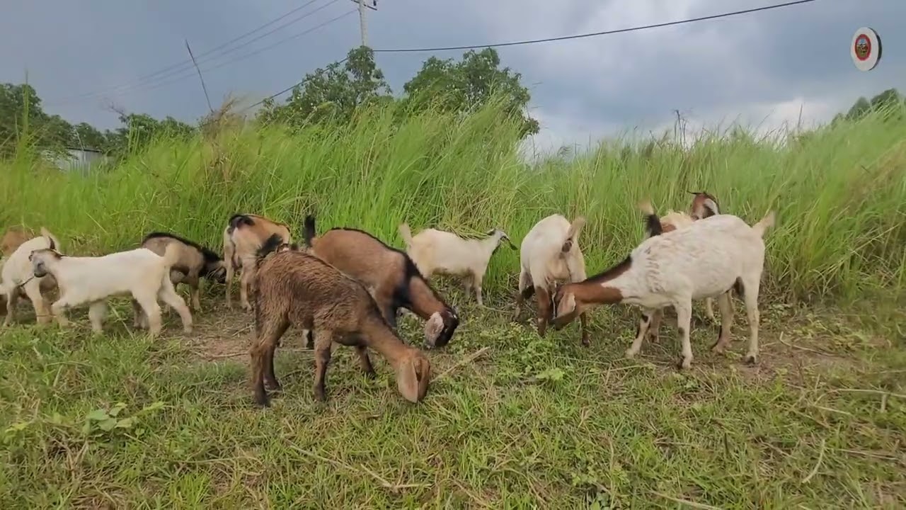 មេឃរកភ្លៀងហើយពពែដល់ត្រជាក់ចឹងសុីអត់ដើទេ