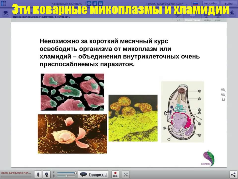 Хламидии трихомонады микоплазма