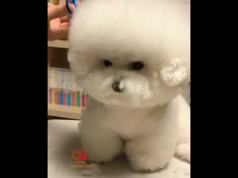fluffy dog haircut