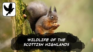 Animals To Spot In The Scottish Highlands
