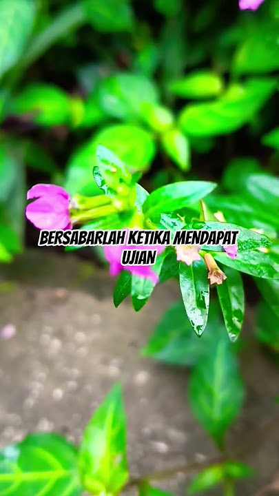 Semoga kita termasuk hamba yang sabar #ustadzadihidayat #ustadzadihidayatofficial #uah