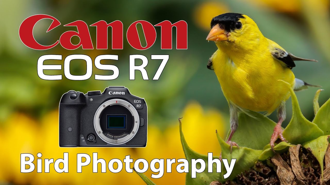 Canon R7 Bird Photography With RF 100 500 Lens YouTube Canon R7 Bird Photography With RF 100 500 Lens YouTube