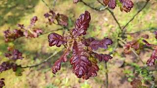 Quercus robur 'Atropurpurea' dub letní křemelák   jaro