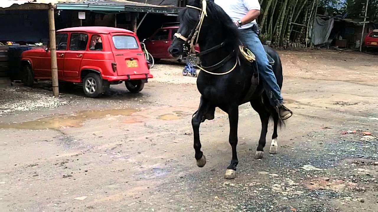 Venta de Caballos Paso Fino con 19 cintas en exposiciones Grado A y B