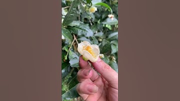 Naar het bos om een ​​eeuwenoude theeboom te zien op een hoogte van 1200 meter boven zeeniveau