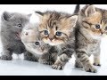 「絶対に笑う」あり得ないことをする犬★おもしろい犬のハプニング, 失敗画像集 #16