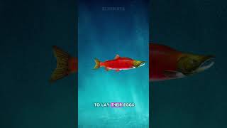 Download Lagu De ongelooflijke transformatie van de rode zalm #kortevideo MP3