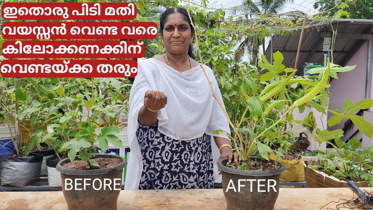 ടെറസ്സിലെ വെണ്ട കൃഷി | ഇതൊരു പിടി മതി  കിലോക്കണക്കിന് വെണ്ടയ്ക്ക കിട്ടും | Ladies finger |