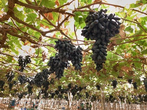 Video: Uvas De Doncella De Tres Puntas