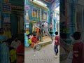 Manakula vinayagar temple lakshmi pondicherry shorts vinayagar elephant temple pondicherry
