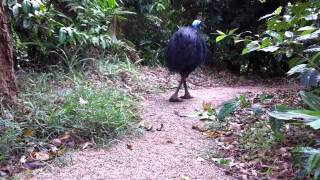 cassowary chicks at Mission Beach