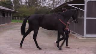 2024 Autumn Sale - Lot 477 - G.lets Love Voiladenuo X Sably