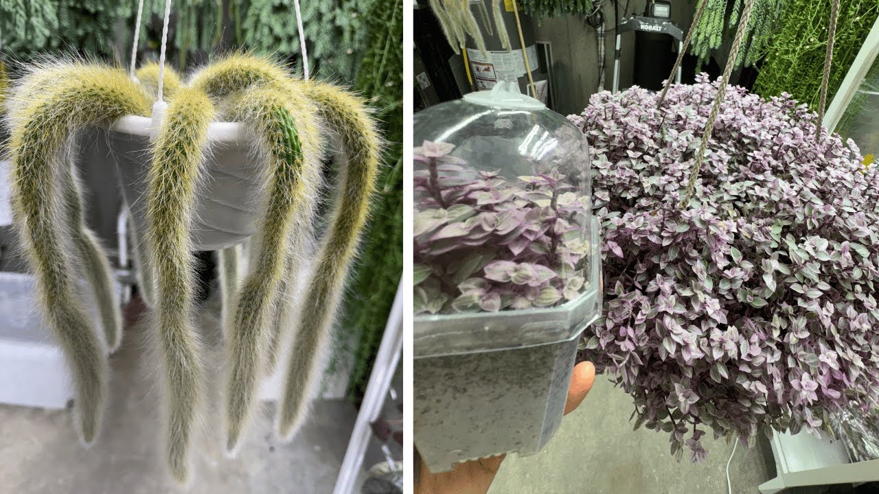 Размножение каллизии ползучей (Callisia repens Pink Lady) и пересадка и размножение кактуса «Обез...