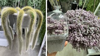 Propagating Callisia repens Pink Lady & potting up and propagating Monkey Tail Cactus