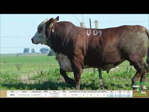 LOTE 26