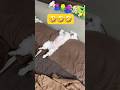 寝方がプロすぎるとこうなる🤣🤣🤣#shorts #可愛い犬 #マルチーズ