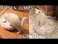 Kitten drives on Xiaomi Mi Vacuum Robot Cat Funny