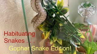 Habituating our Sonoran Gopher Snake