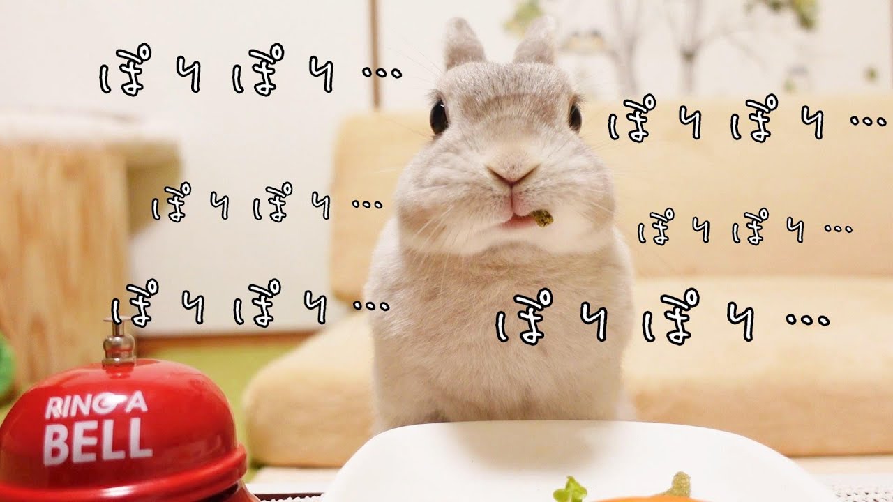 【ＡＳＭＲ】カメラ目線でひたすらポリポリしてるうさぎさんの癒しの咀嚼音をＢＧＭなしでお楽しみください