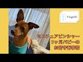 【留守番】 Vlog#20〜　パピーお部屋を増築⁉️【ミニピン】