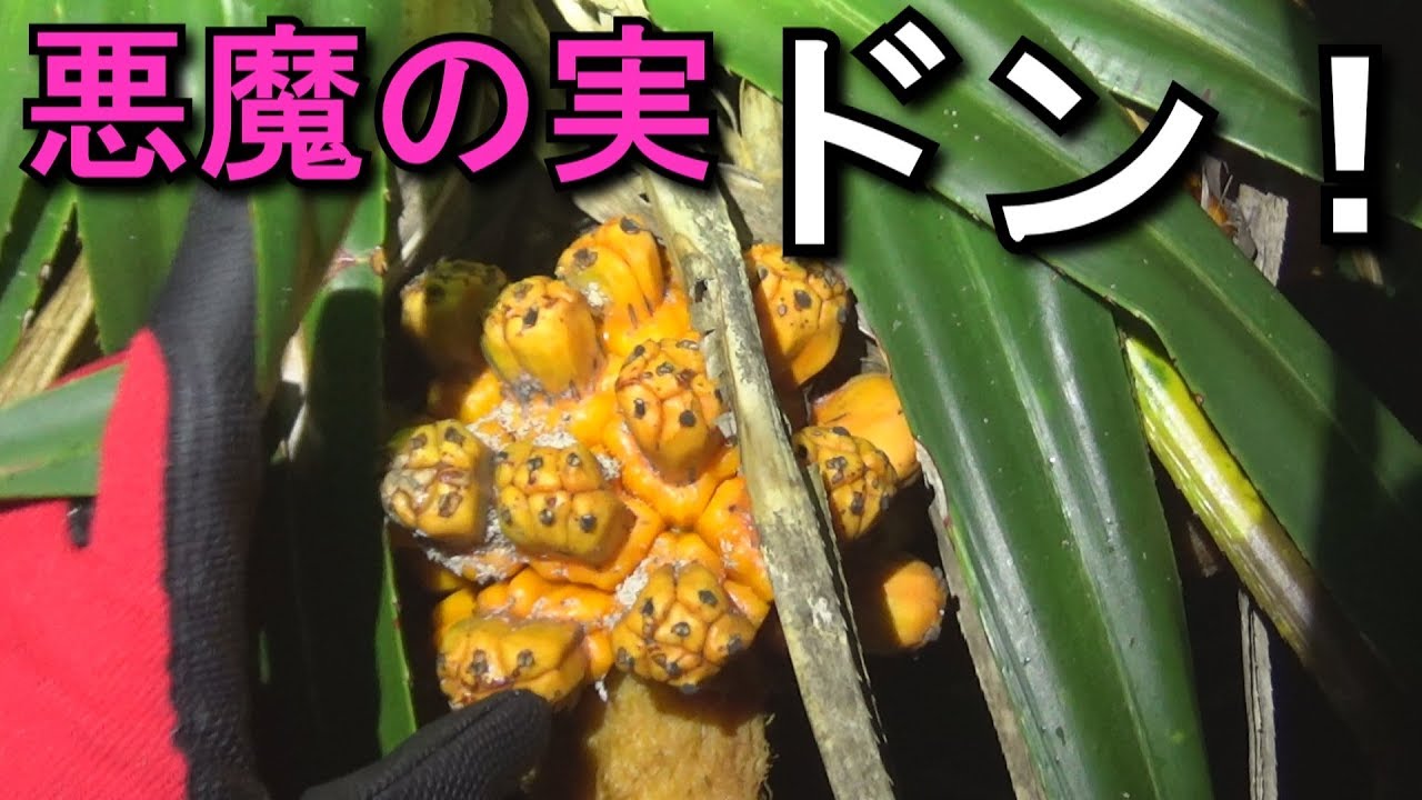 TENtoTEN 悪魔の実　ポヨポヨの実 One Piece] I found a real devil fruit so I tried it! - YouTube