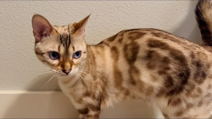 Watch the video about I'll show you my LOUDEST purrs if you rub my belly!