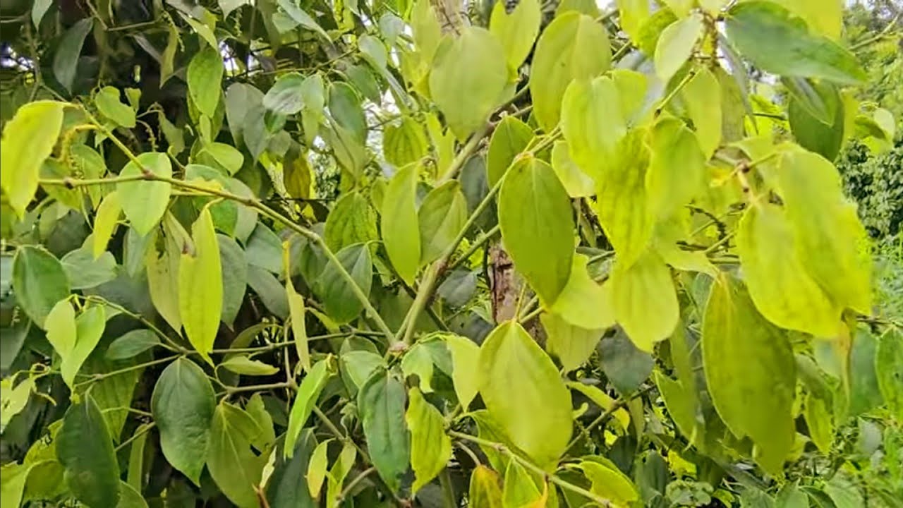 LÀM SAO ĐỂ CÂY TIÊU KHÔNG BỊ CHẾT NHANH TRONG MÙA MƯA NHIỀU/ DẦM: 0918 456 457- 0375 456 457