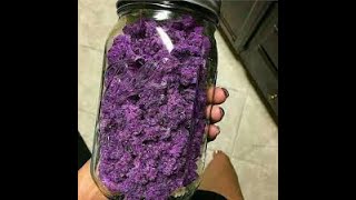 Outdoor Grow #2 Grand Daddy Purp 2019